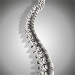 Imagem 3d vertebra humana