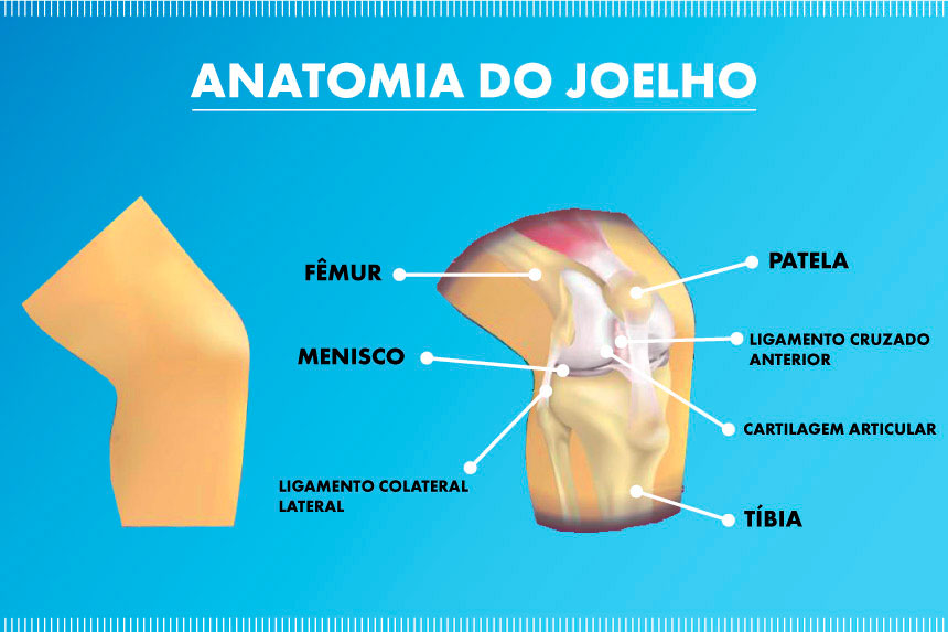anatomia do joelho infografico