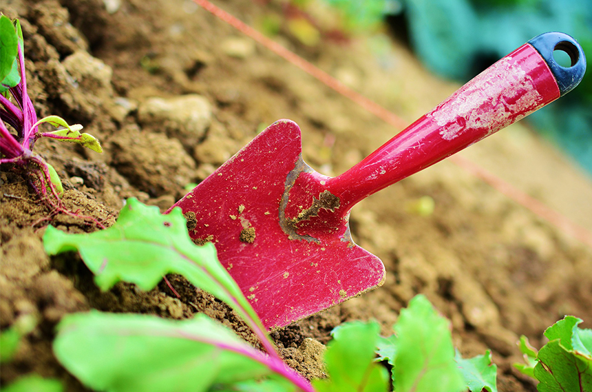 Jardinagem, atividade que melhora a interacção entre a avós e netos