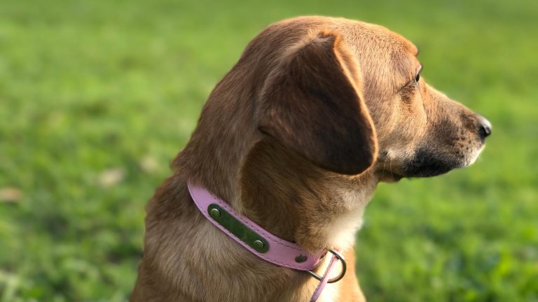 beneficios animais de estimacao idosos